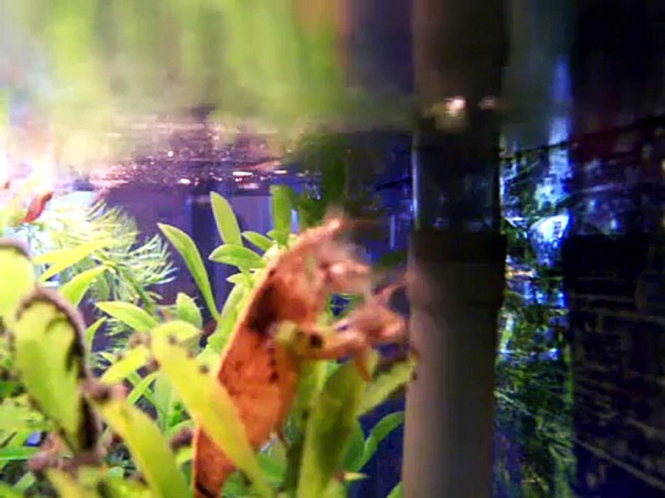 shrimp feeding