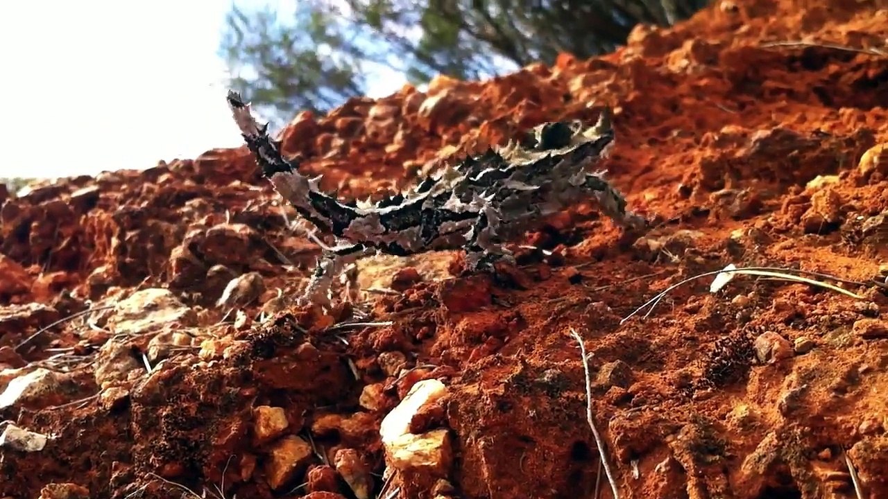 The Thorny Devil - A Short Introduction