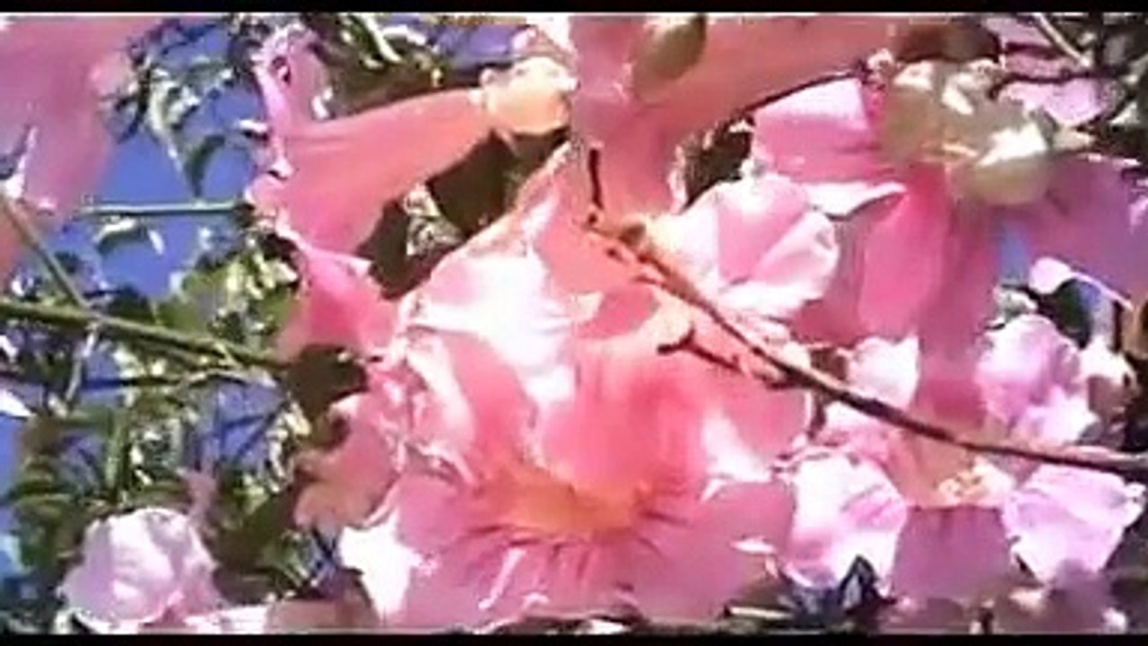 اغاني جزائرية روعة