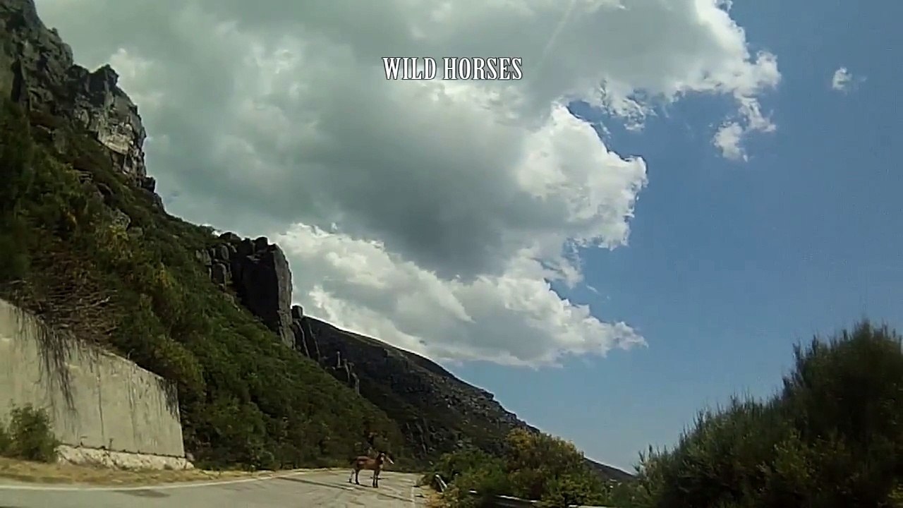 Wild Horses Royal Enfield