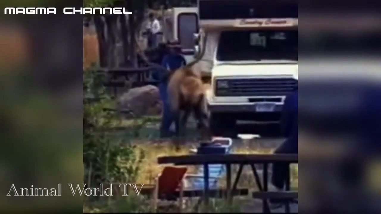 animal attack people , people are animal attacks , animal bites