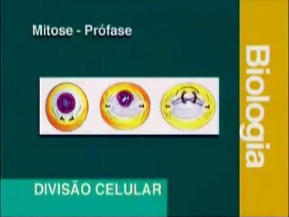 DIVISÃO CELULAR - MITOSE.