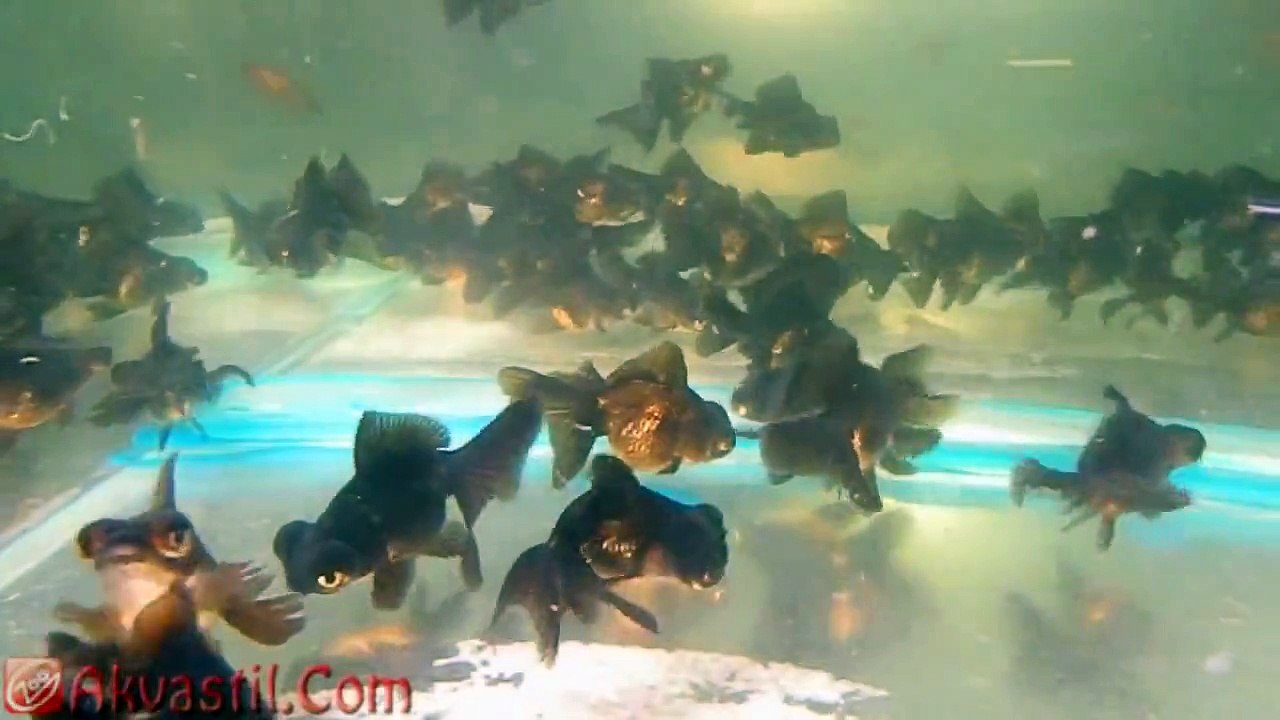 Золотая рыбка - форма Чёрный Телескоп. Аквариумные рыбки. Аквариумистика.