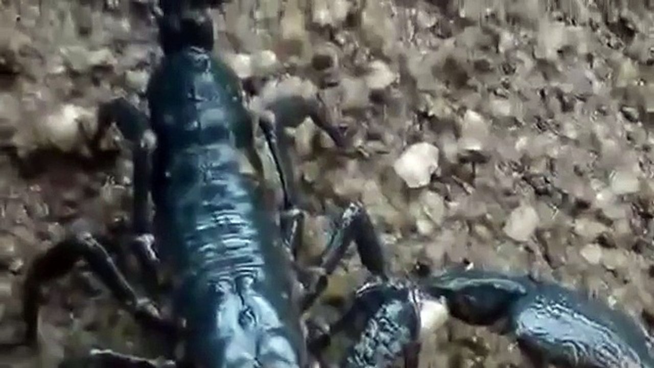 Animal Attacks  PET SCORPION ATTACKS  DOG