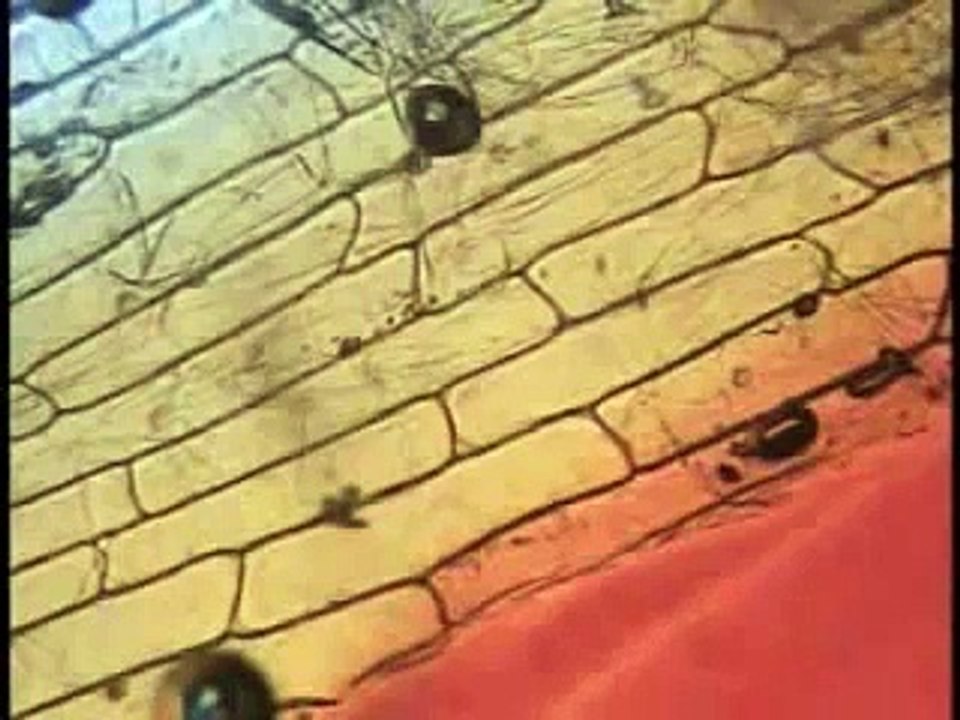 Osmosis and Diffusion