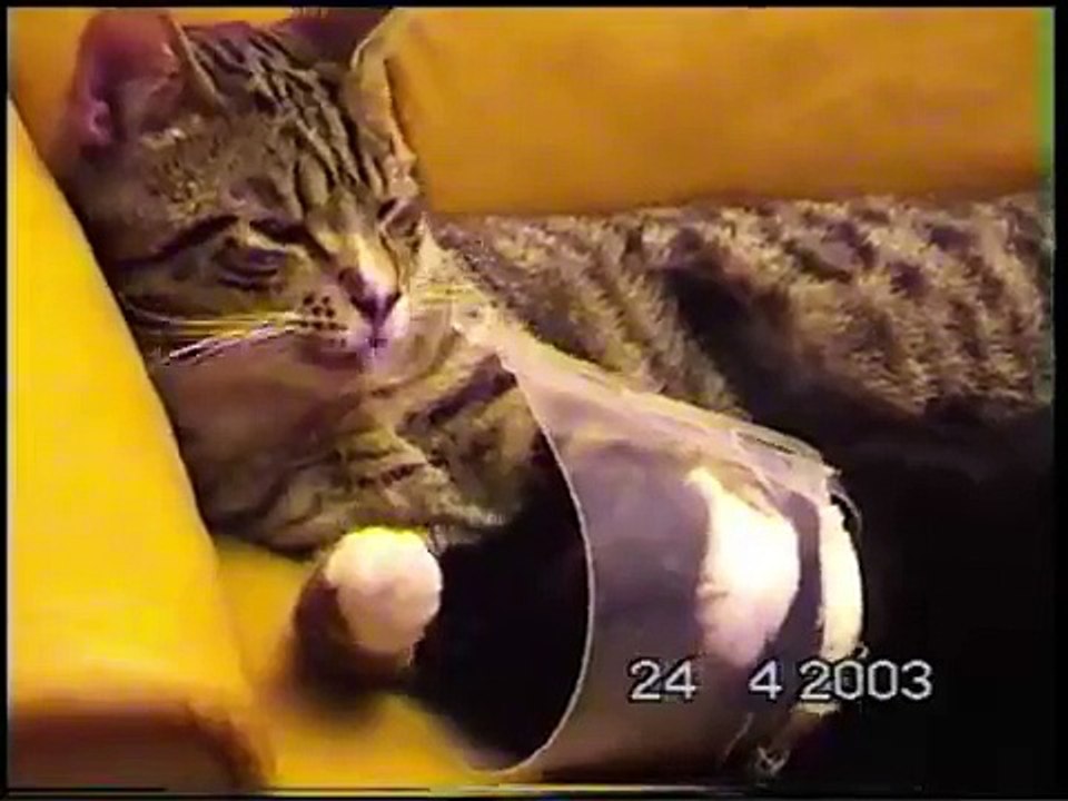 Cute Cats (Sture is helping Afrodite)