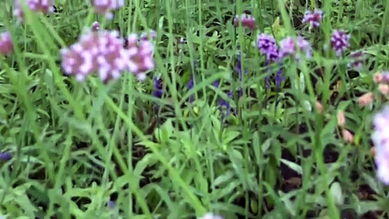 Downsview Park Greenouse Project