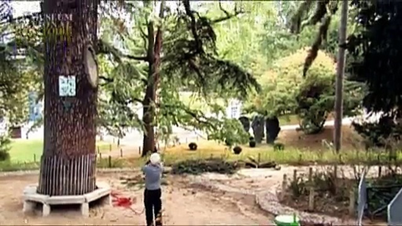 Les élagueurs du Jardin des Plantes