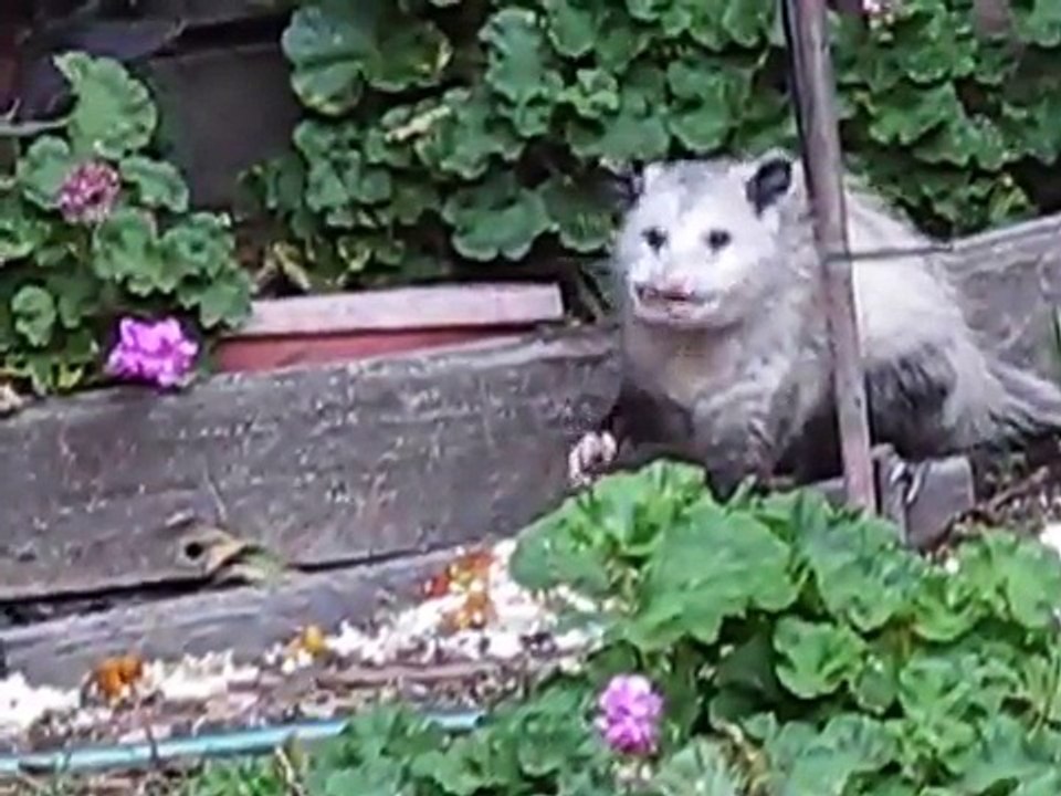 Possum in Garden in Daylight