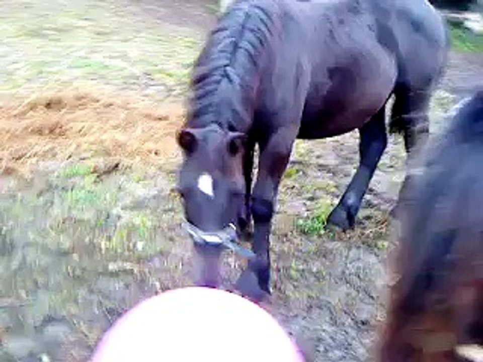 Korell und Orion und ein Gymnastikball