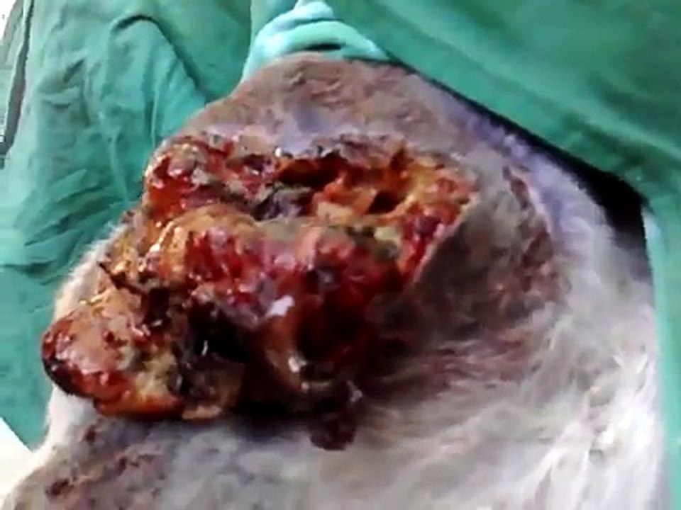 aula prática criocirurgia