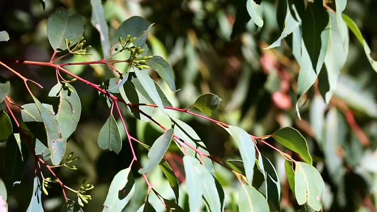 Ellenbrook Environment
