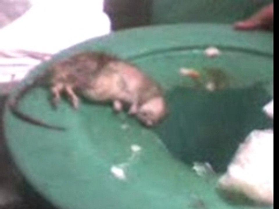 Un conejito en sanborns