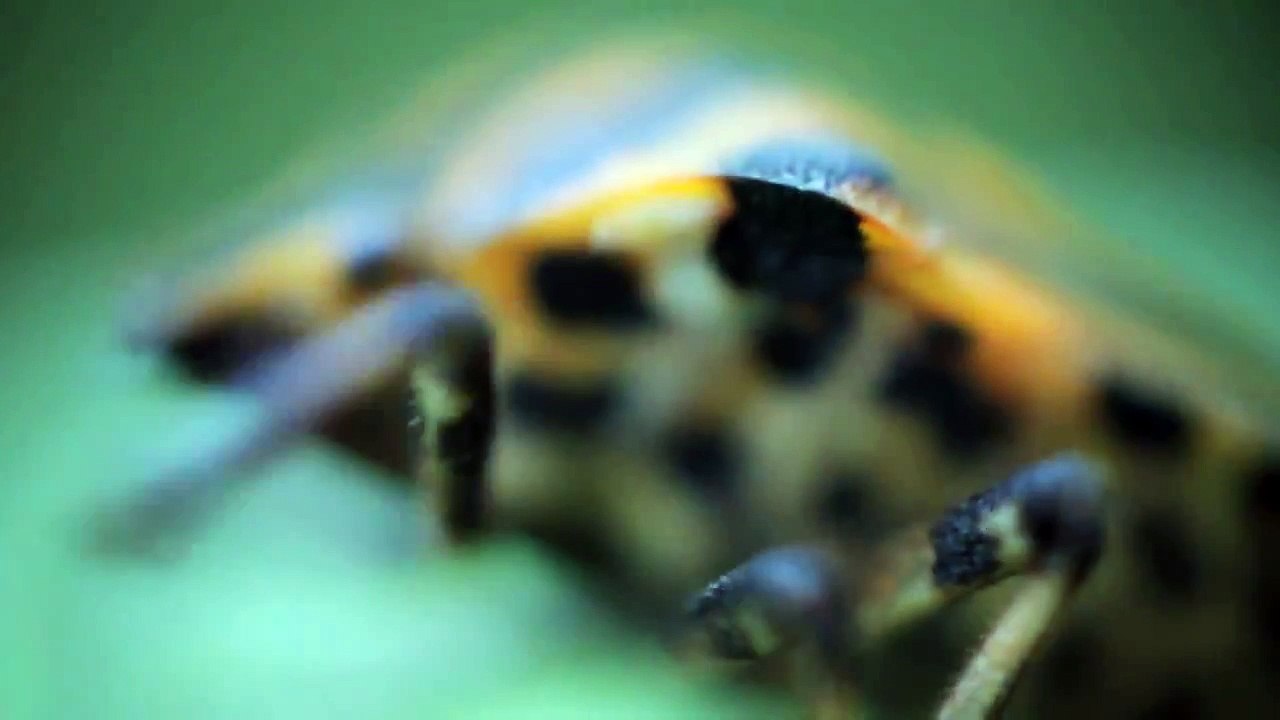 Насекомые HD: Богомол [HD]