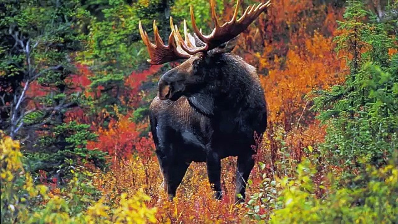 Canada National Anthem - O Canada - (Bilingual) - w/Lyrics