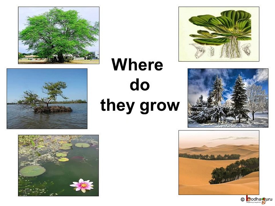 Science - Plant Habitat and adaptation - Hindi