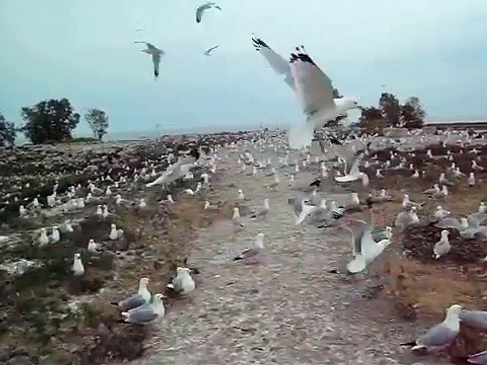 B-b-b-bird, Bird, Bird, B-bird's the Word