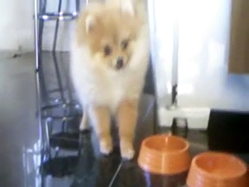 Tita - Spitz Alemão