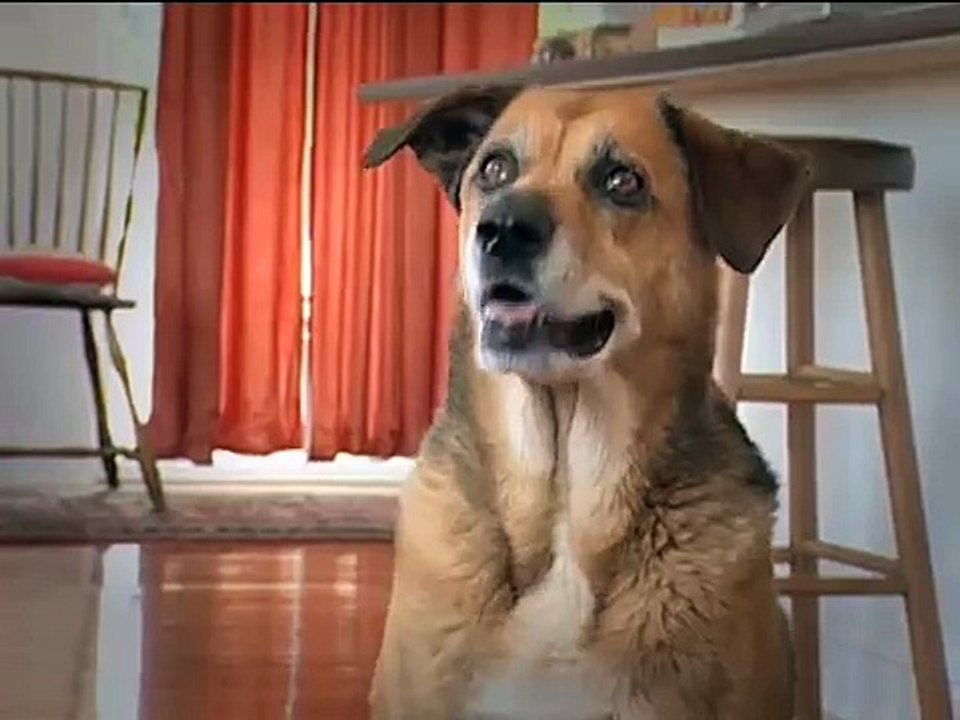 Talking Cat Talking Dog