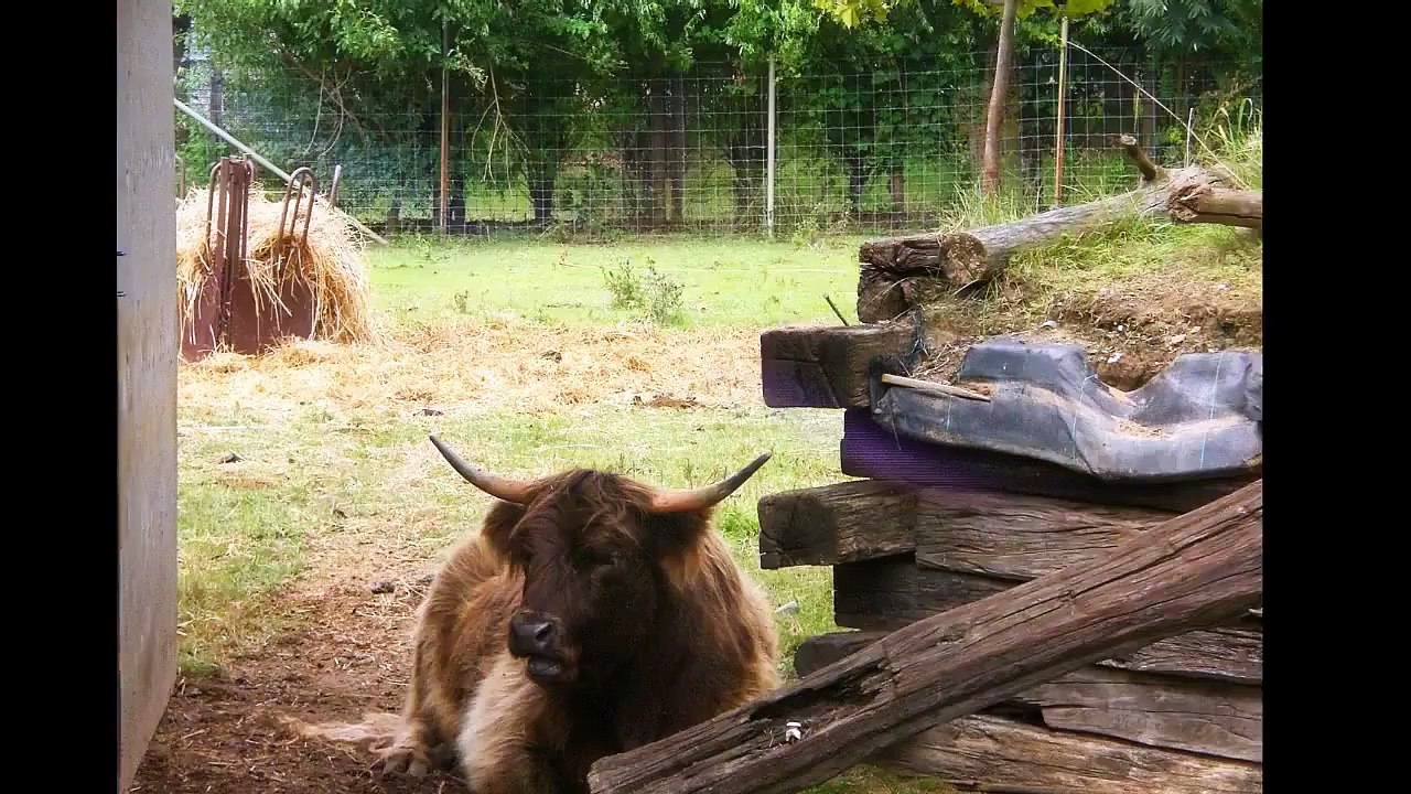 Animal Sounds: Real Animals - Names, Sounds, and Babies' Names