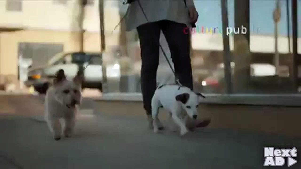 Mop dog: Weirdest dog breed ever