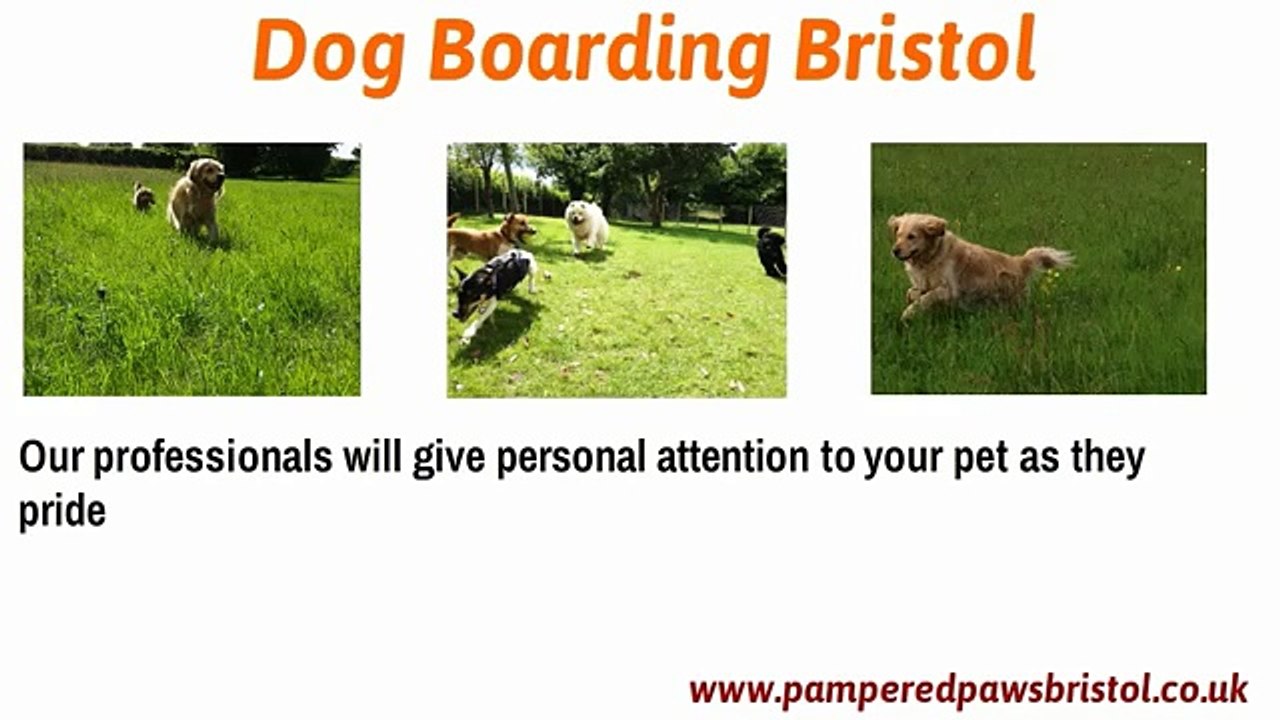 Dog Boarding Bristol by Pampered Paws Bristol