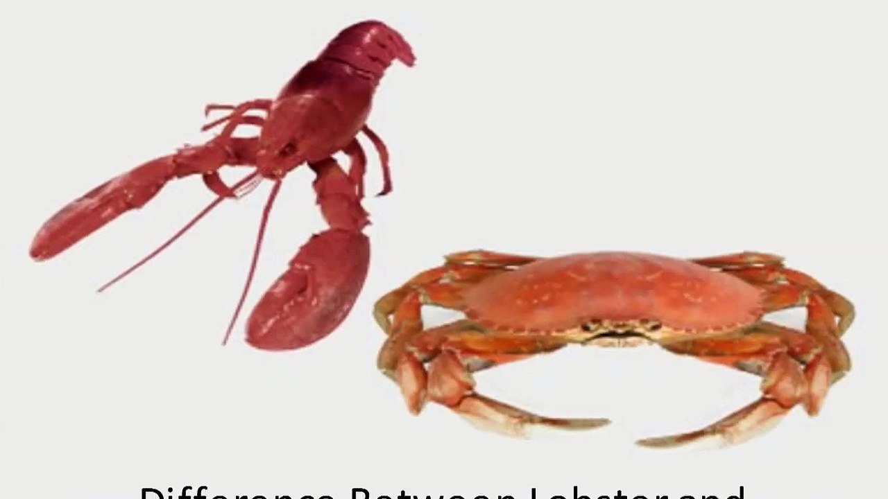 Difference Between Lobster and Crab
