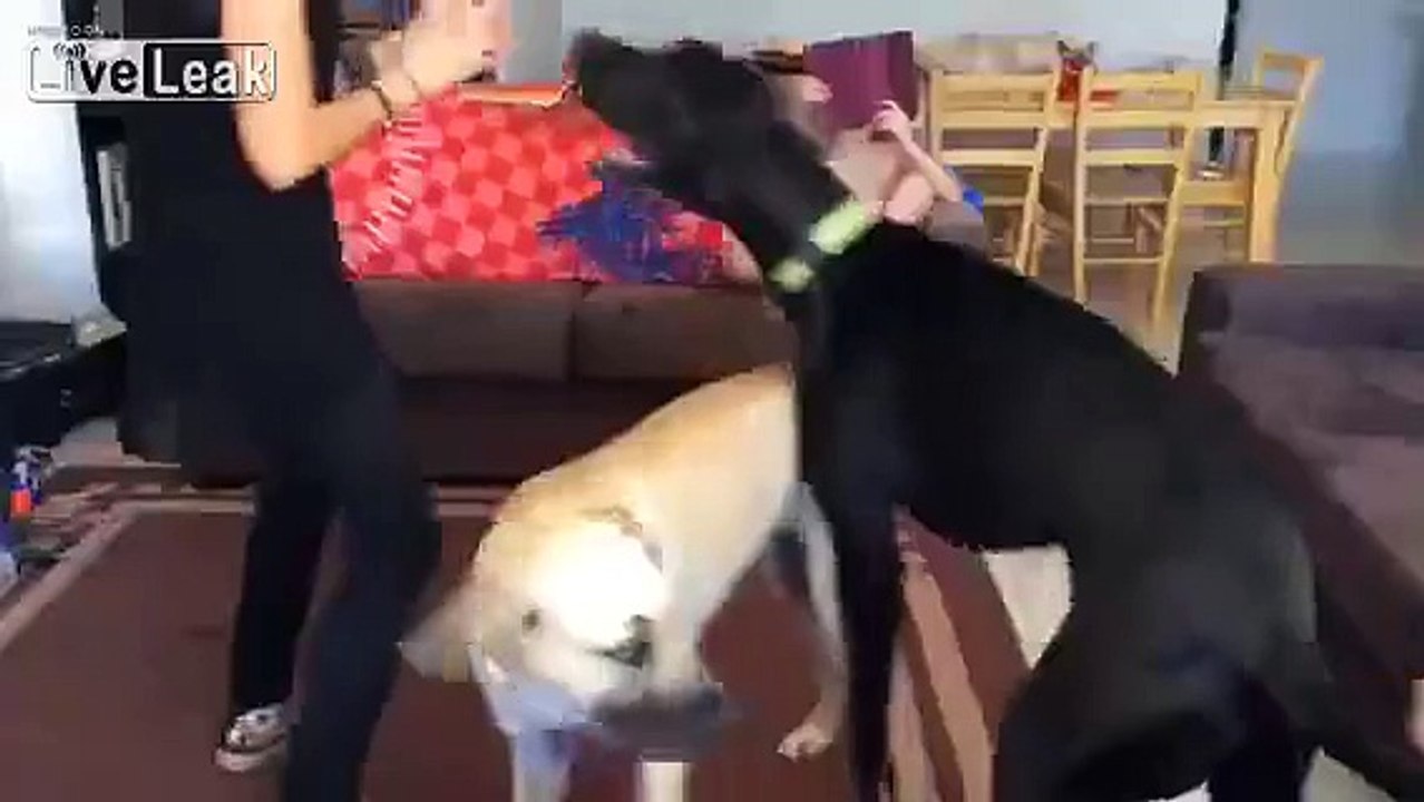 Dog Attack Incident 🐶