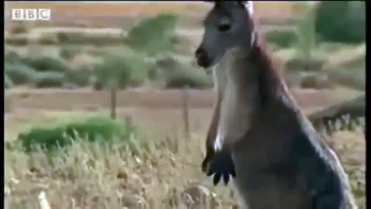 animal attacks !!  funny animal attacks