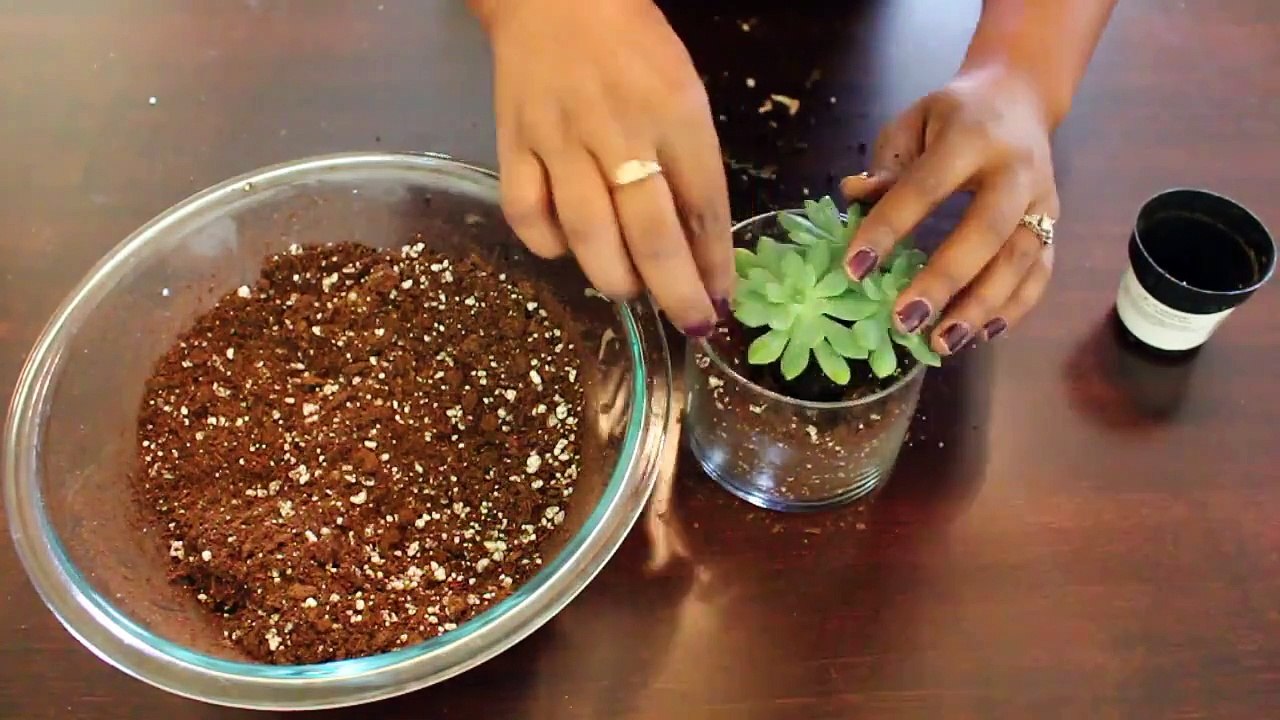 Create Stunning Succulent Arrangements at Home 🌵