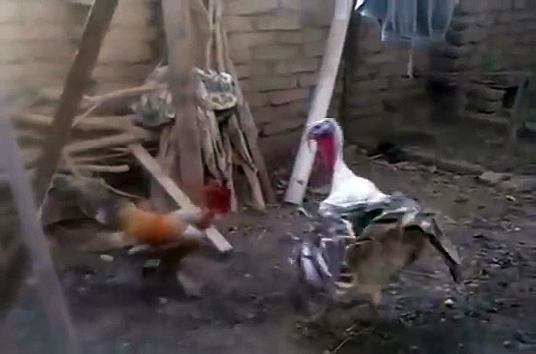 Versus xD Comparison