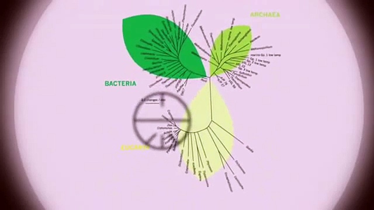 The Synthetic Kingdom