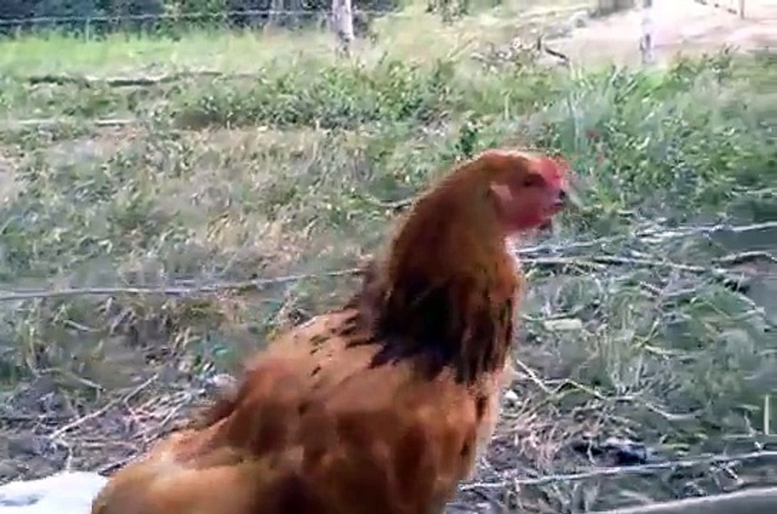 AVES ORNAMENTAIS CRIATÓRIO AVES BELAS