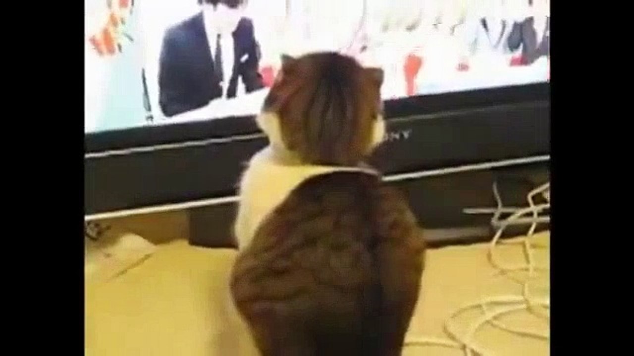 lucu kucing,kucing lucu video,lucu hewan,lucu video,kucing lucu,lucu video,kucing lucu