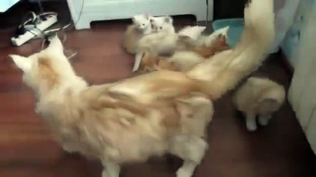 Кошка напугала своих котя!