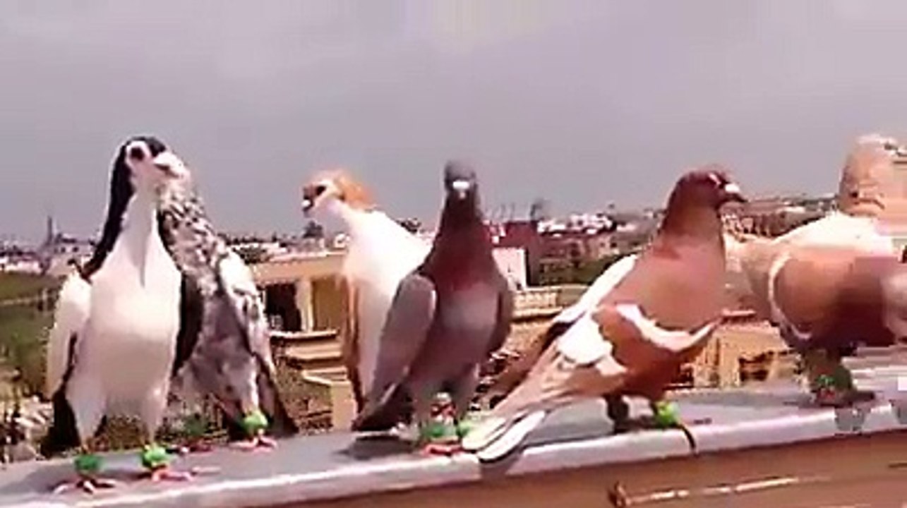Filo pigeons