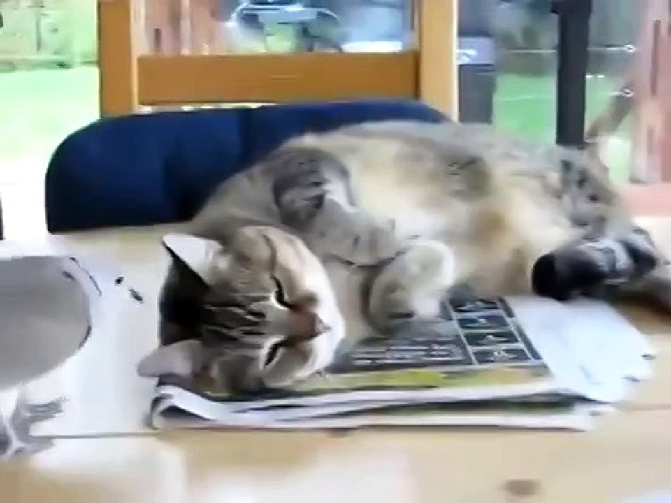 Будильник для кота!