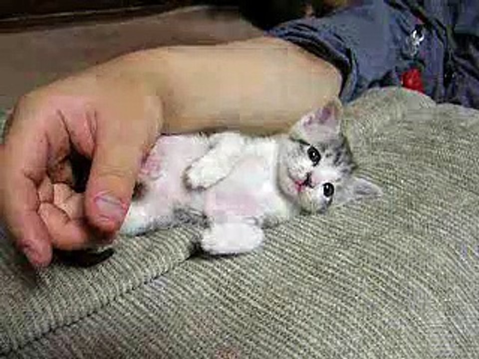 Засыпающий котенок!