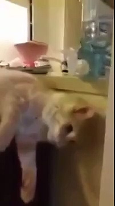 Кот пьет из кулера!