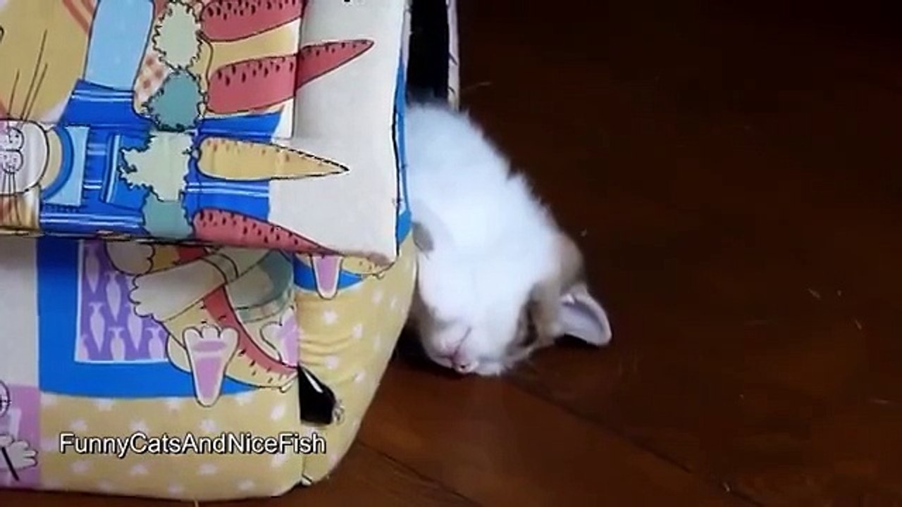 Как спят наши любимцы!