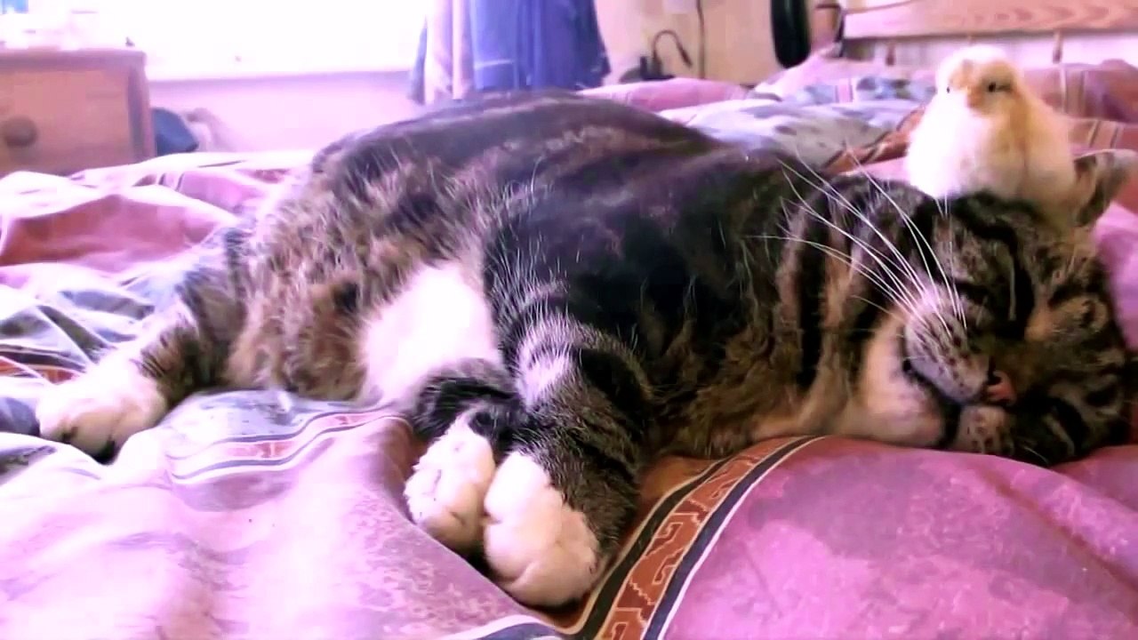 Кошка вместо мамы