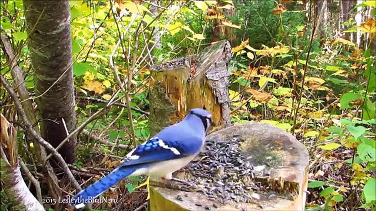 Bird Cam 4 - Blue Jays