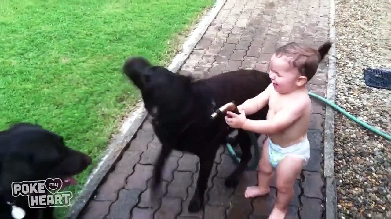 Милота, малыш играет с собачками