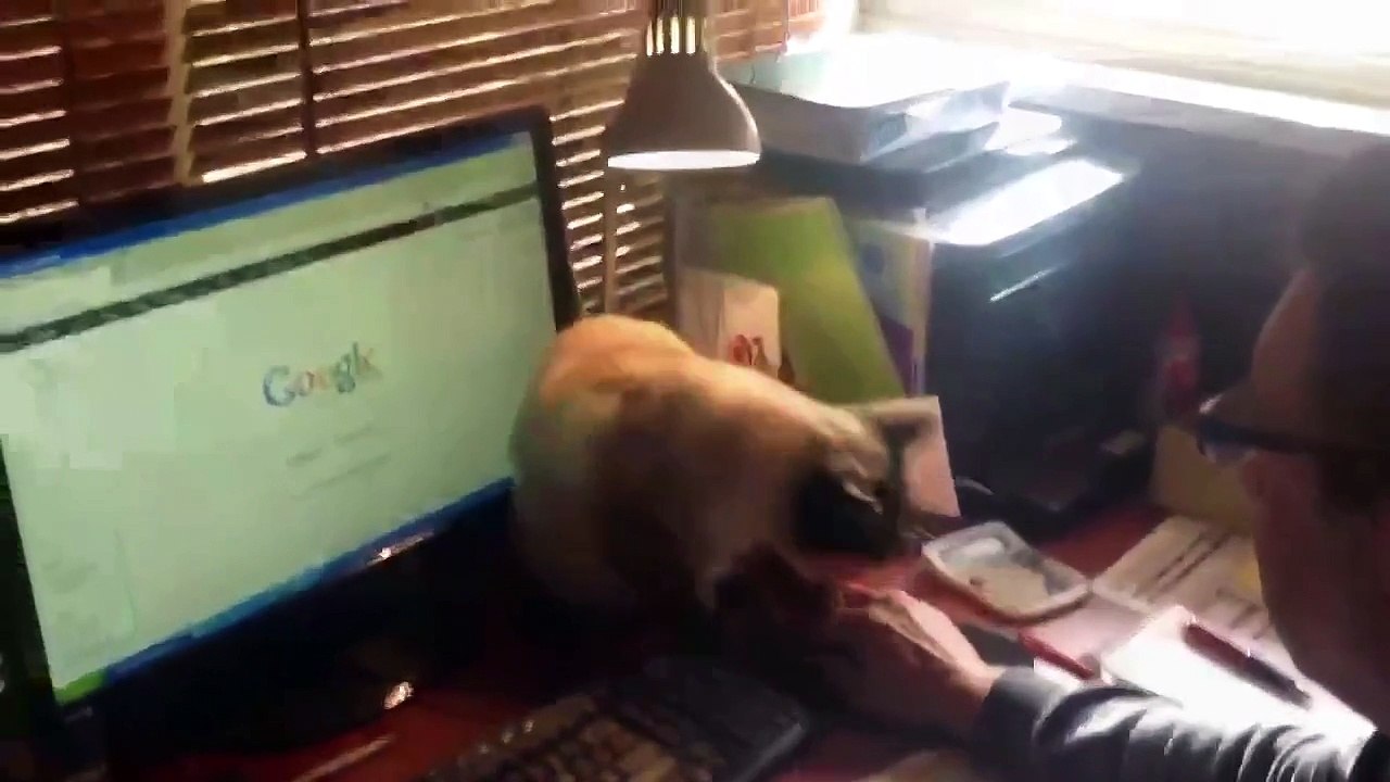 Мне срочно нужен этот кот!!