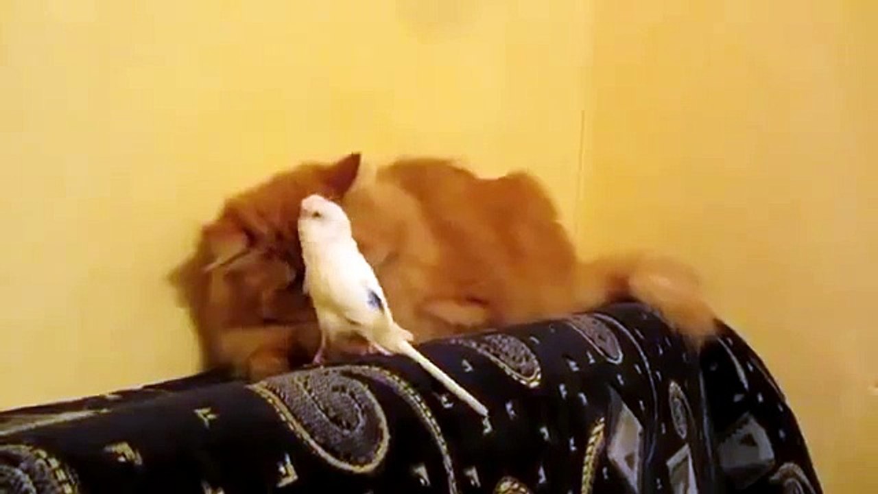 Очаровательная сцена: Попугай и кот в забавной игре 🦜🐱