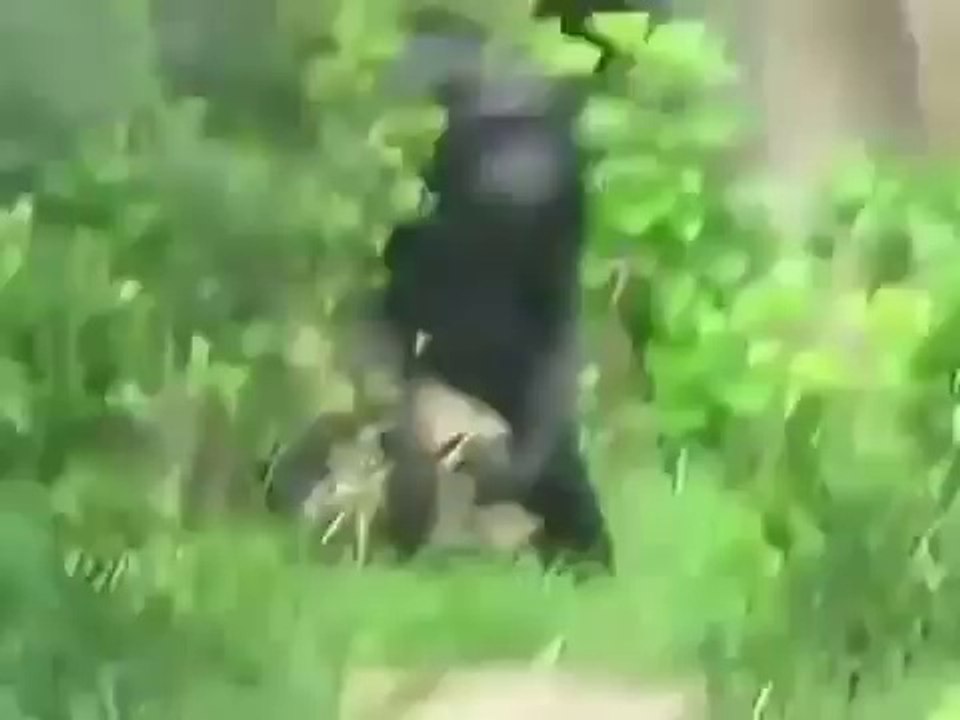 Смешные обезьяны