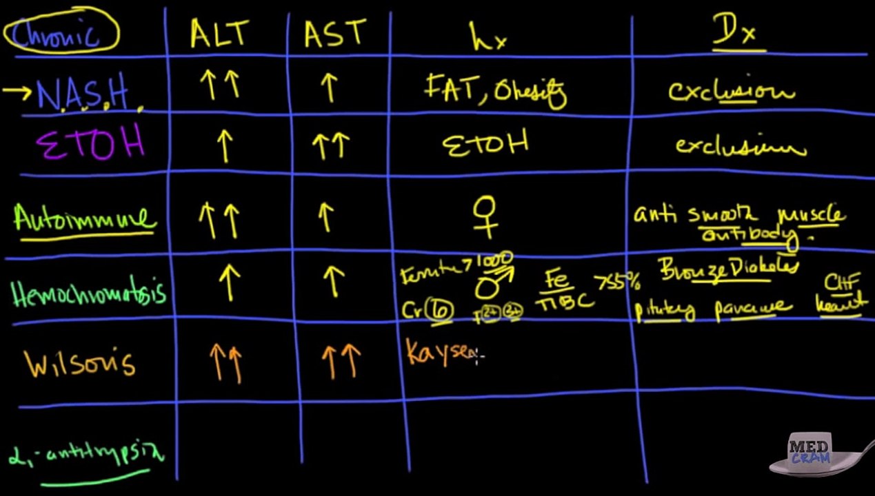 Liver Explained Clearly