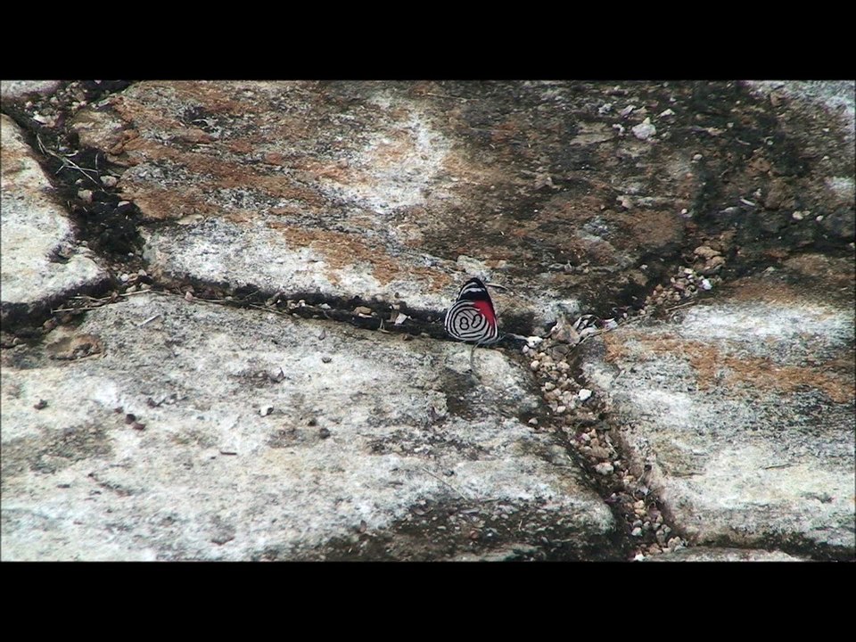 80 Butterfly - Borboleta 80