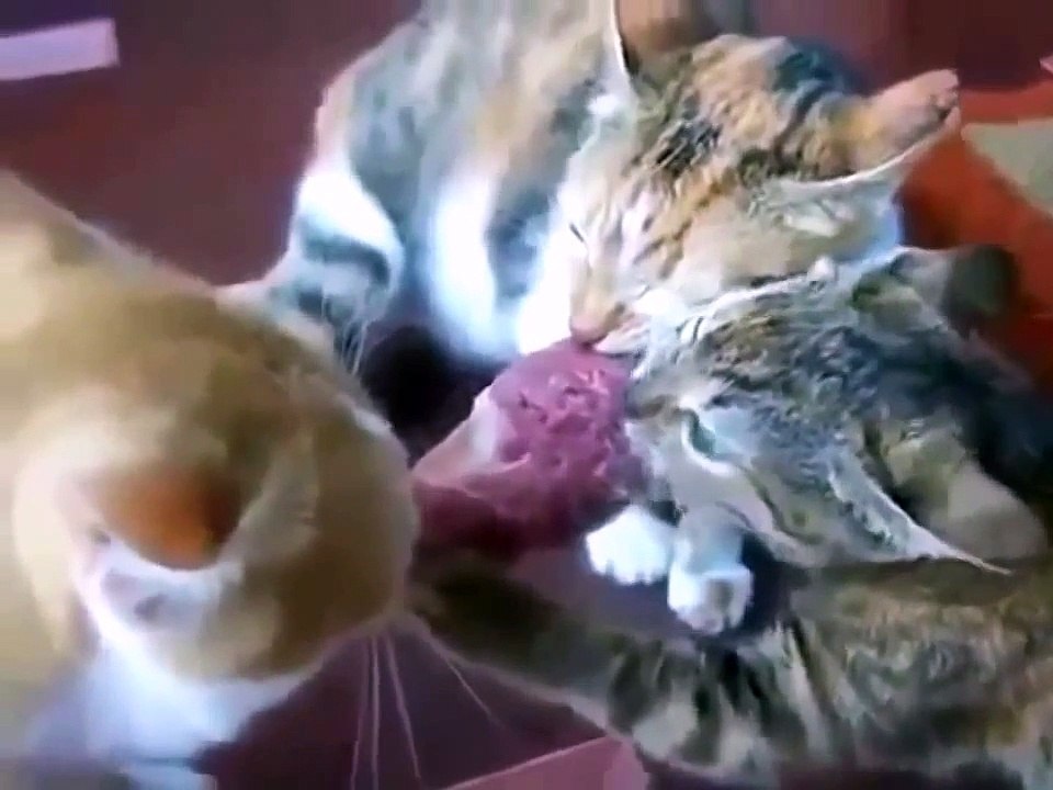 Три кота тянут кусок мяса!