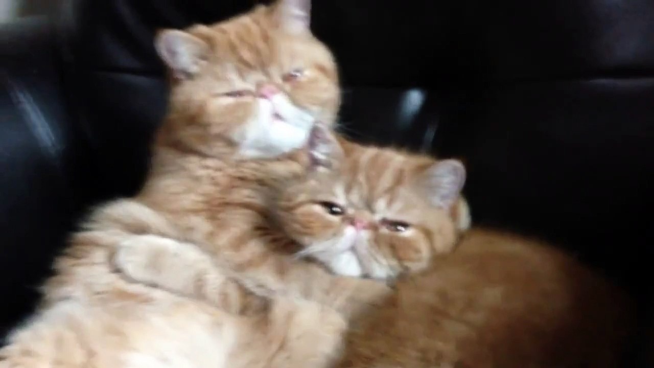 Страстный поцелуй кота!